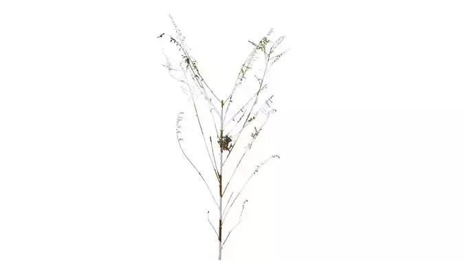 Anydrafts Dead stalks 08