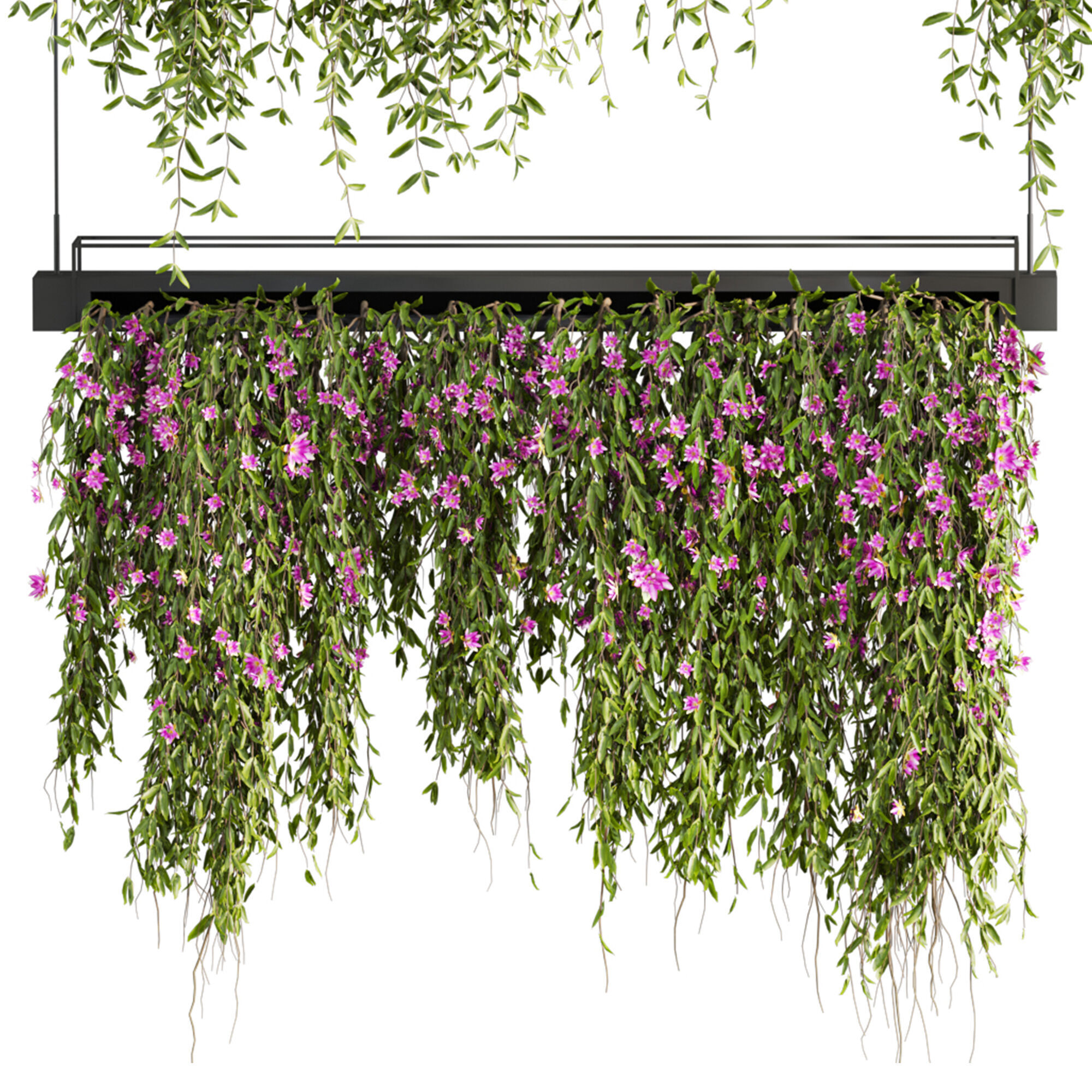 ivy plants 3D model_2