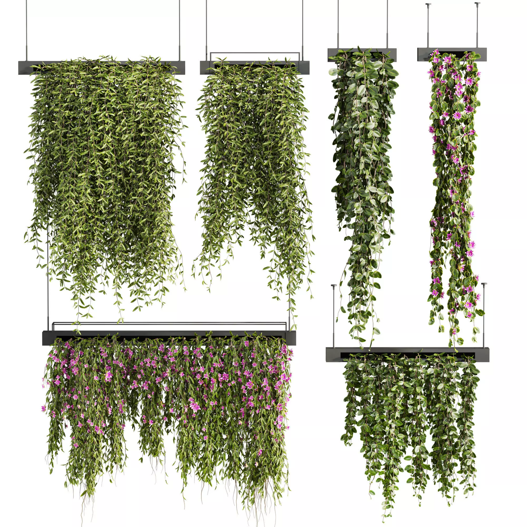 ivy plants 3D model_0