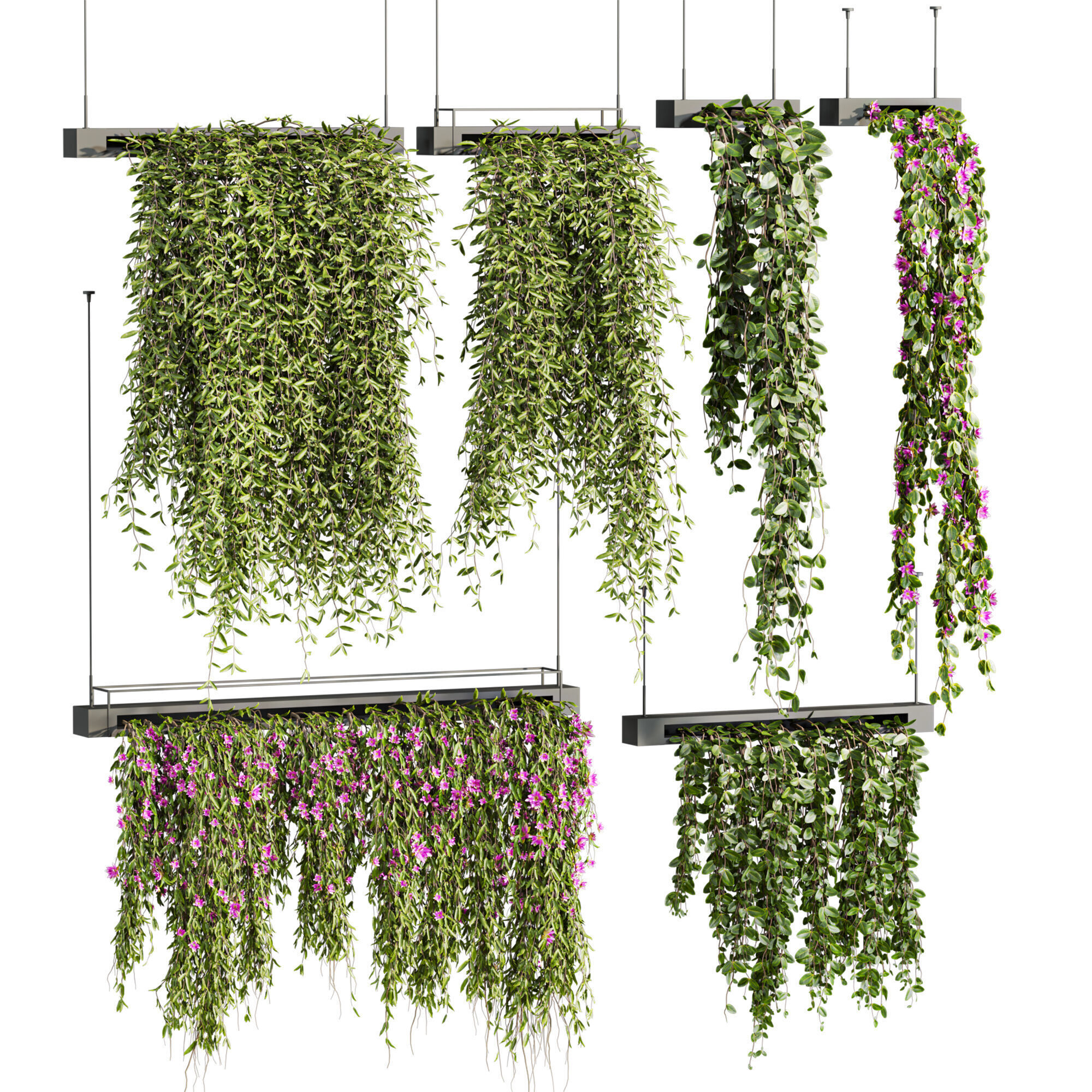 ivy plants 3D model_1