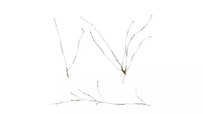 Anydrafts Dead stalks 25