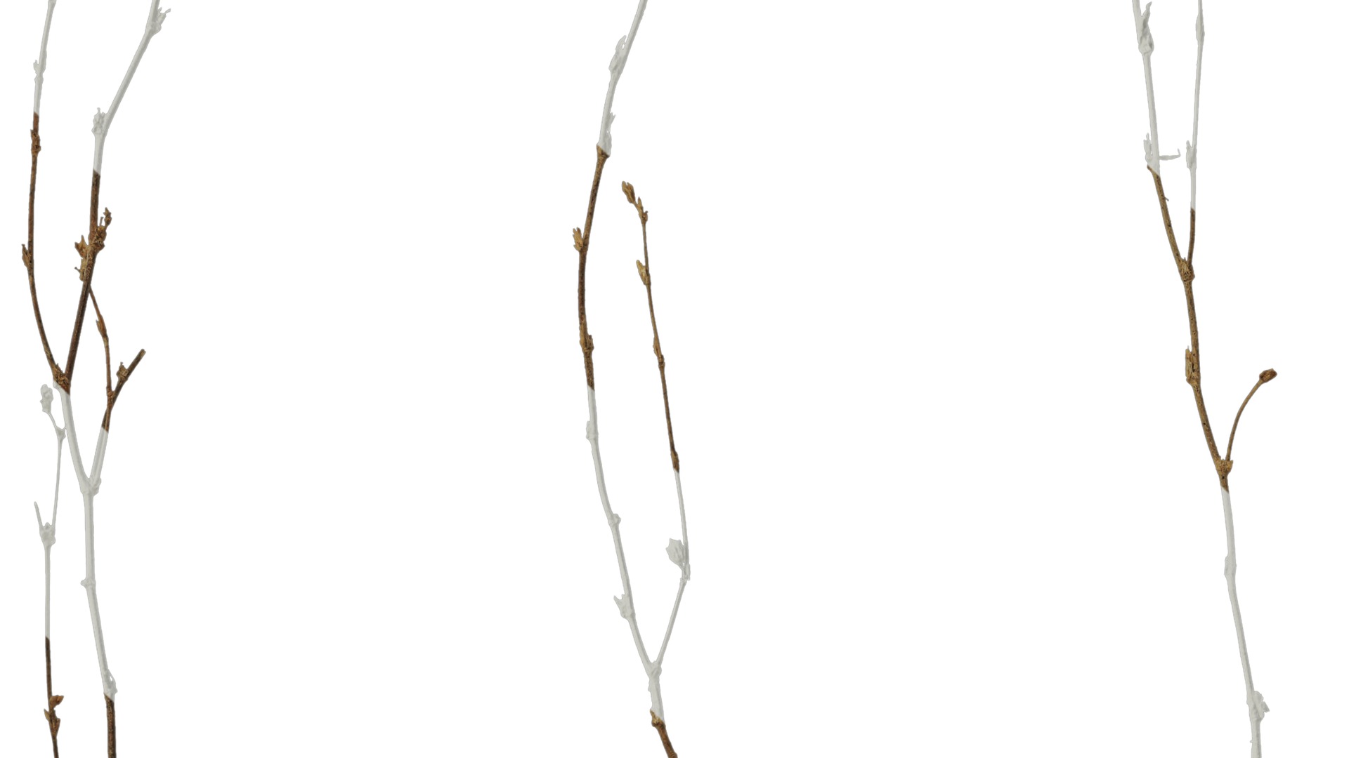 Anydrafts Dead stalks 26 Texture_3