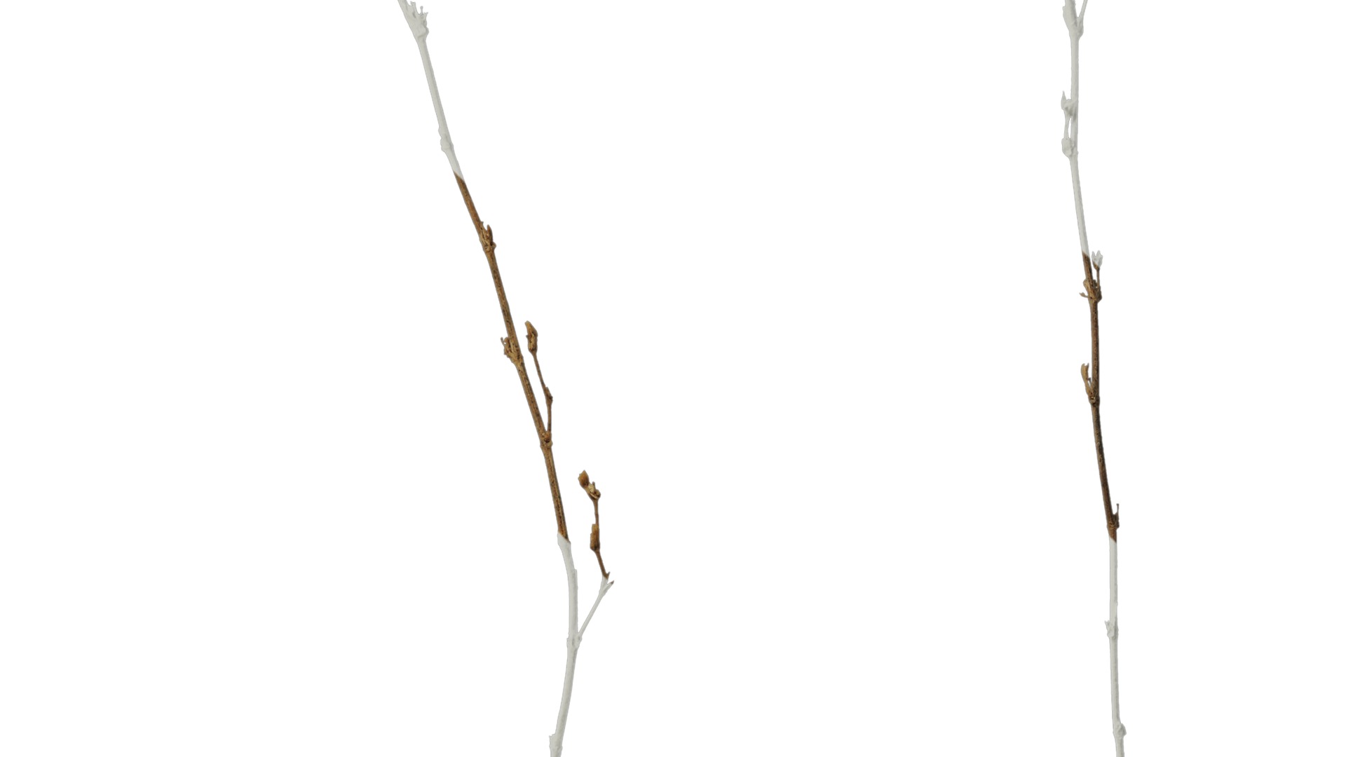 Anydrafts Dead stalks 26 Texture_4