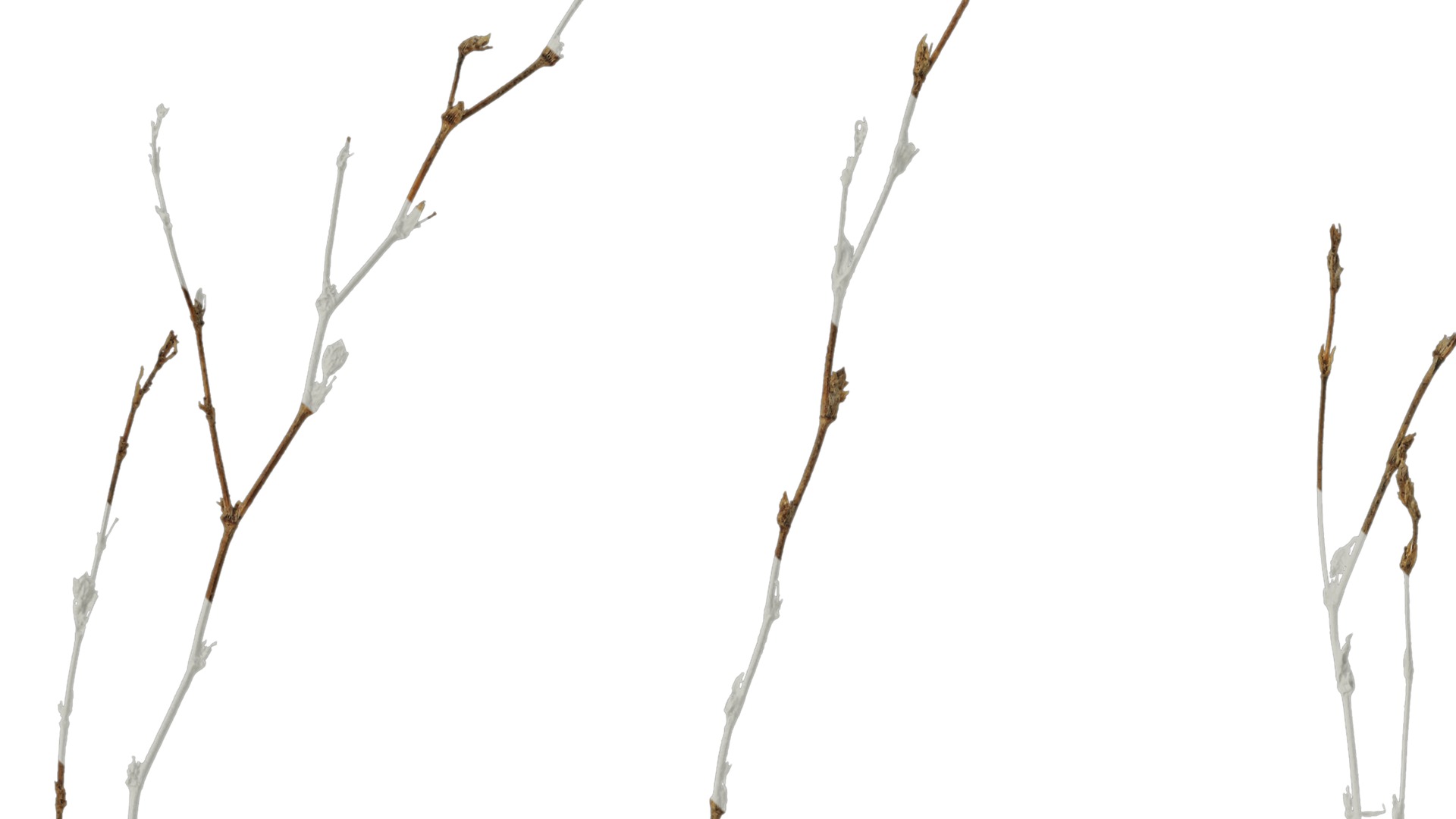 Anydrafts Dead stalks 26 Texture_1