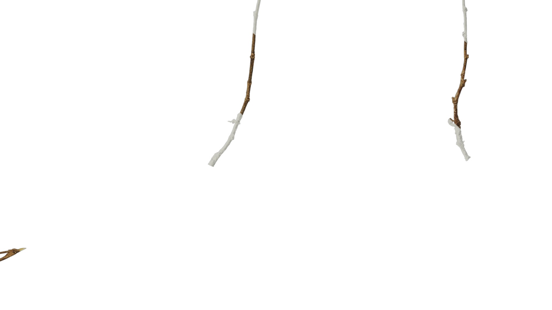 Anydrafts Dead stalks 26 Texture_6