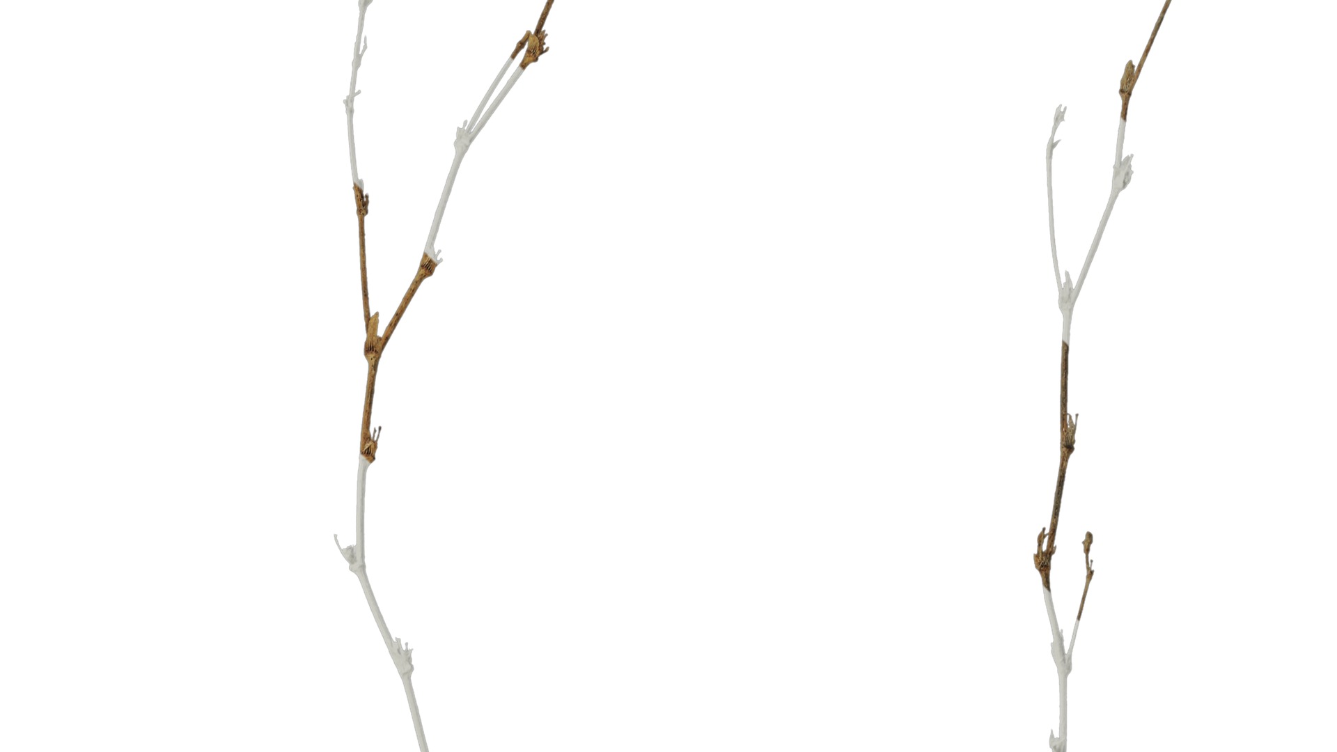 Anydrafts Dead stalks 26 Texture_2