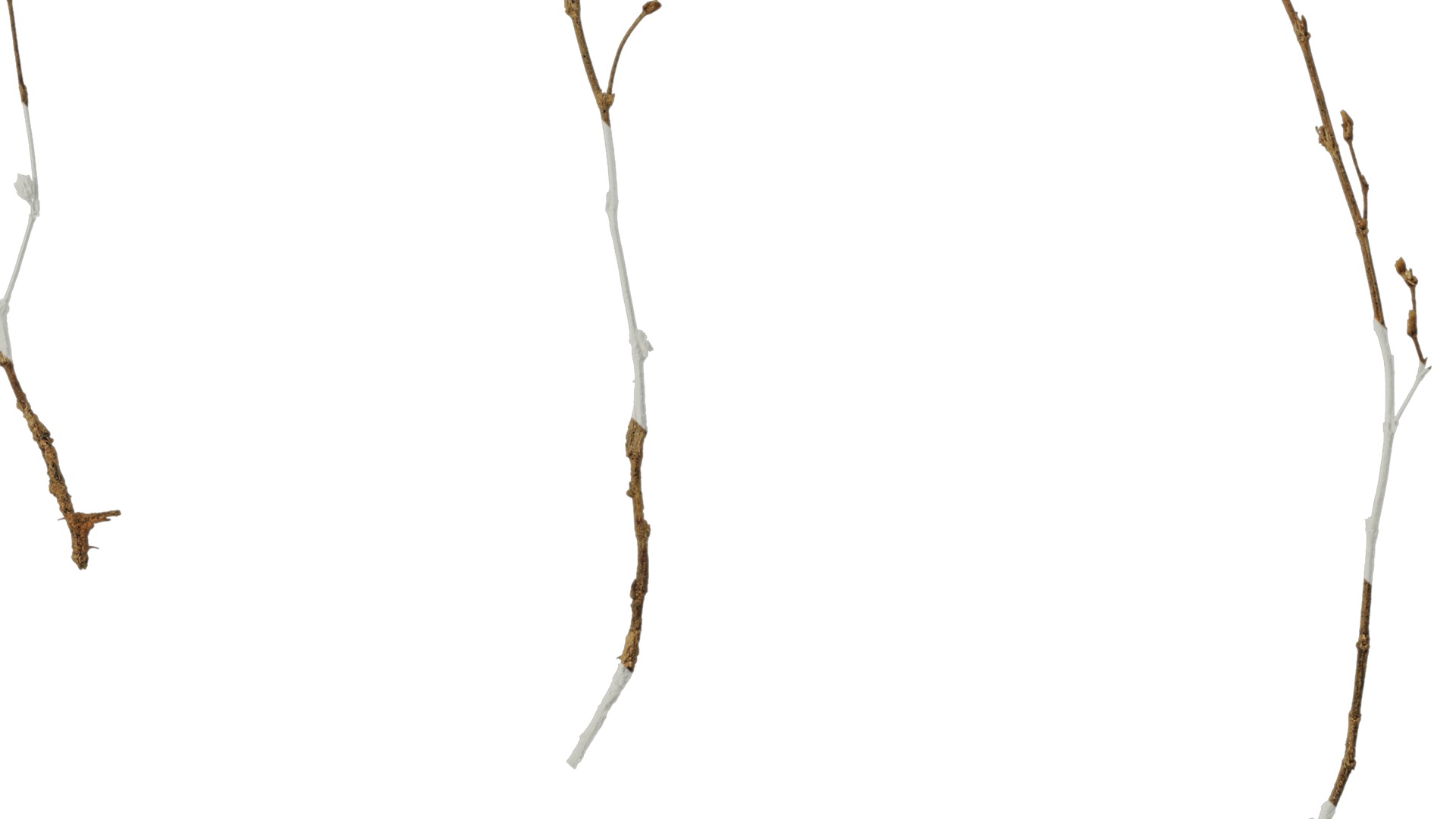 Anydrafts Dead stalks 26 Texture_7