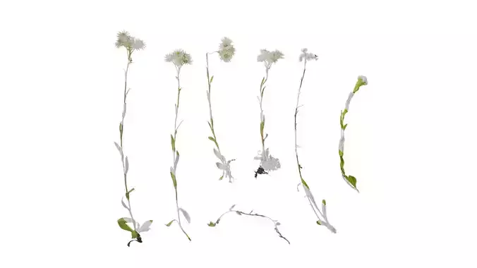 Anydrafts Anaphalis nepalensis Atlas 04