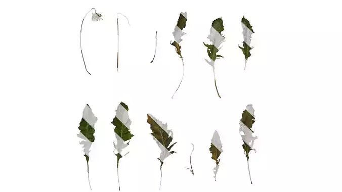 Anydrafts Gerbera jamesonii Atlas 06