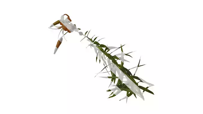 Anydrafts Lilium lancifolium Atlas 02