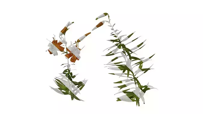 Anydrafts Lilium lancifolium Atlas 04