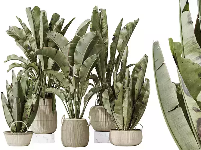 AV Indoor plants set 205 Ravenala Banana Nicolai