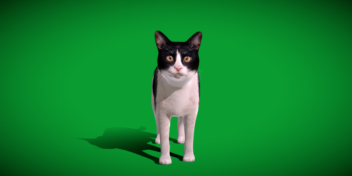 Domestic House Cat Low-poly 3D model_37
