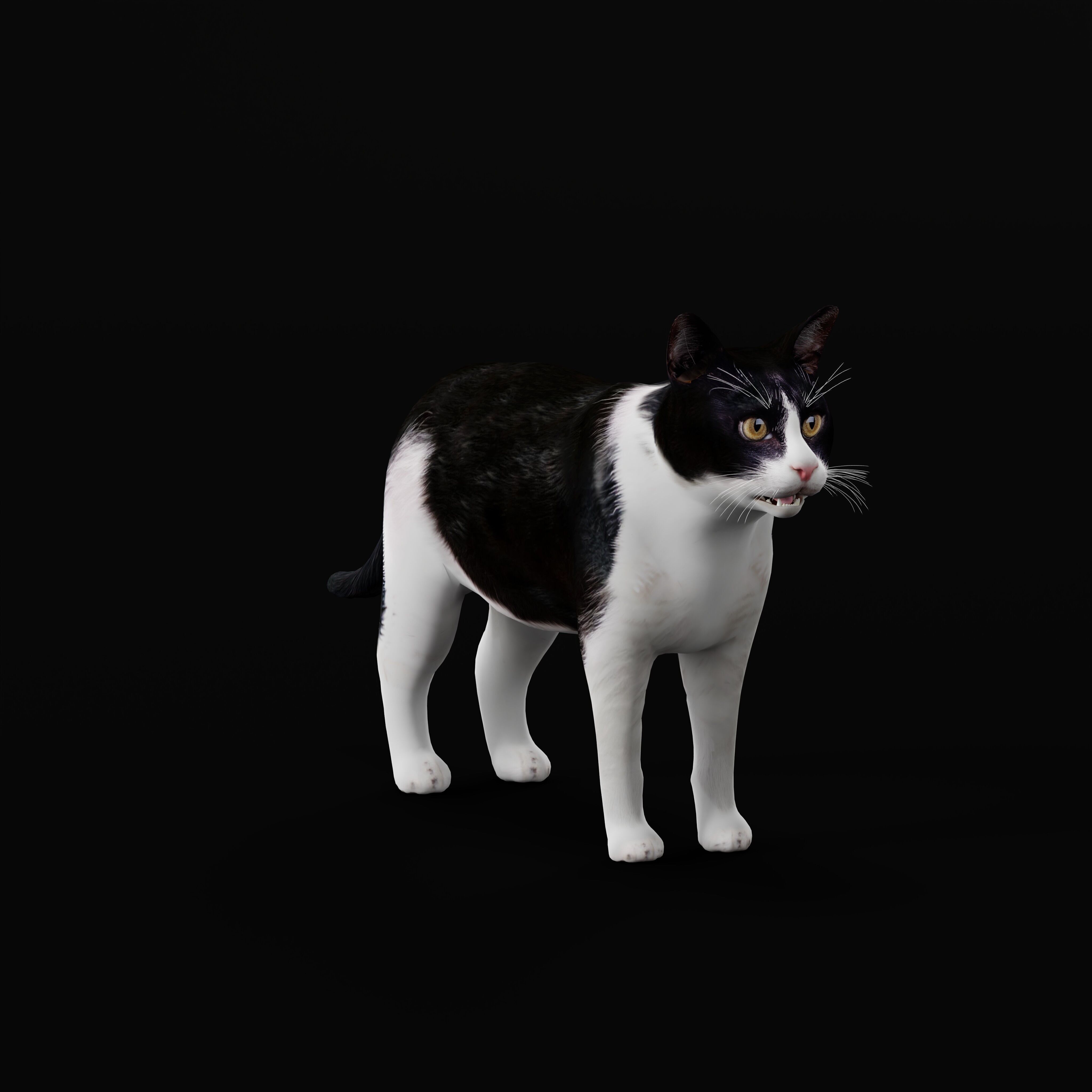 Domestic House Cat Low-poly 3D model_52