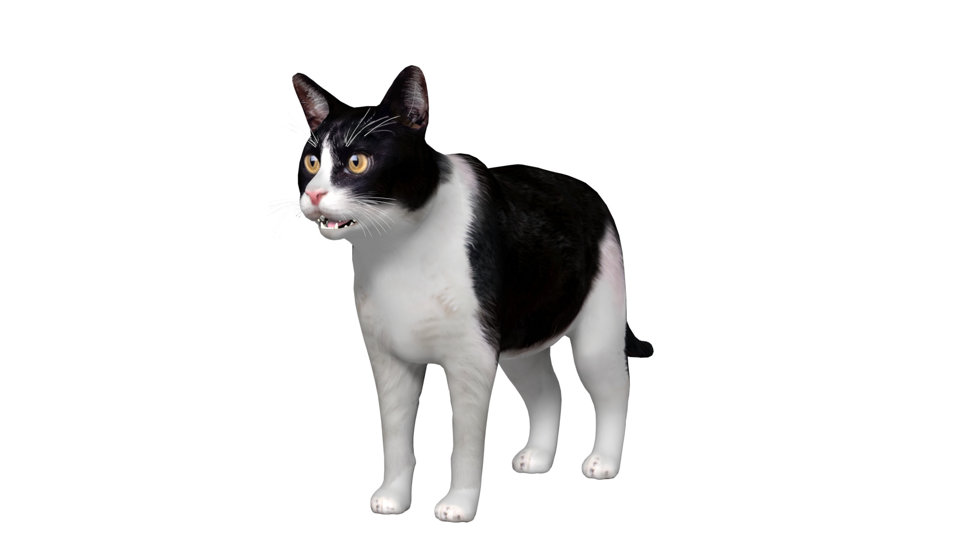 Domestic House Cat Low-poly 3D model_4