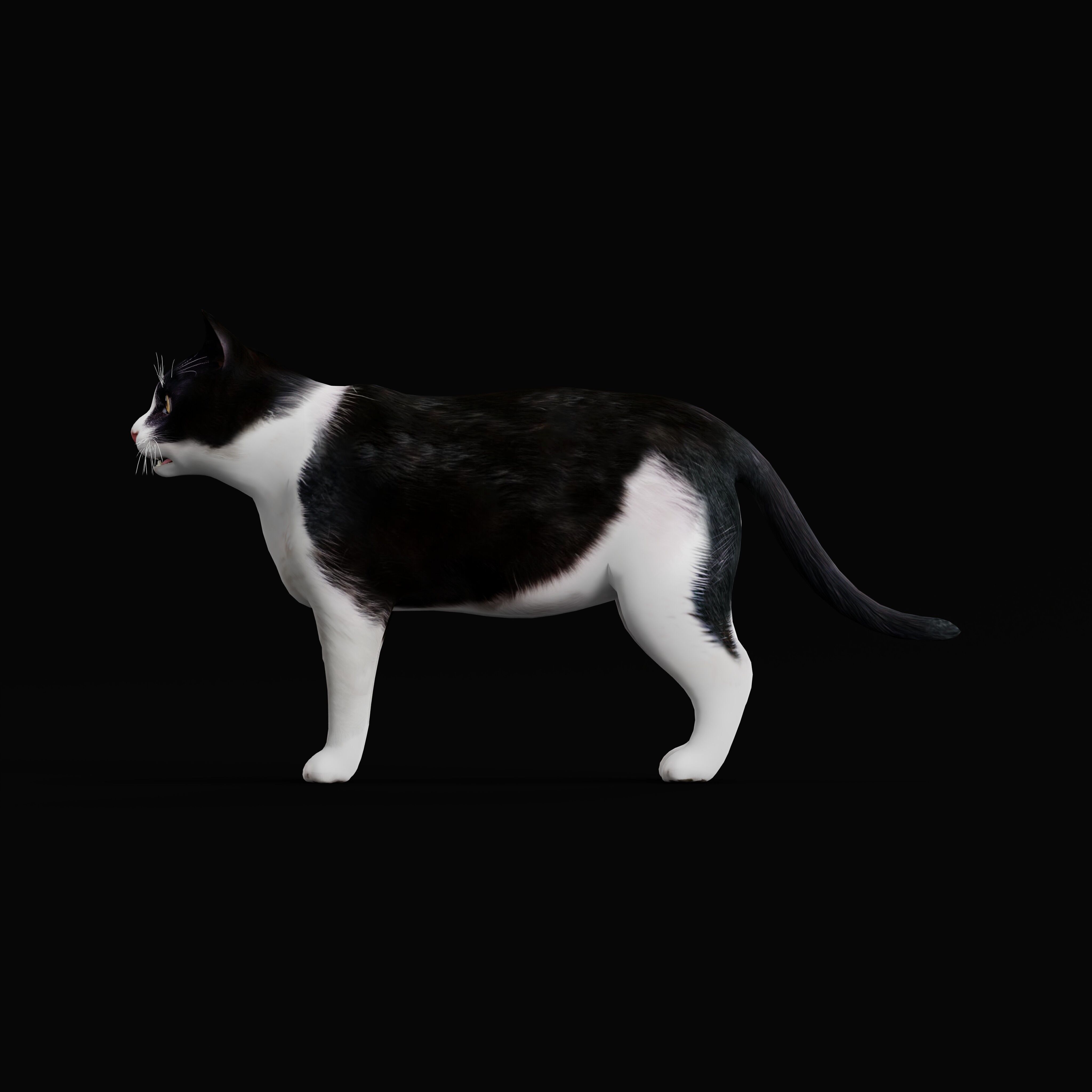 Domestic House Cat Low-poly 3D model_54