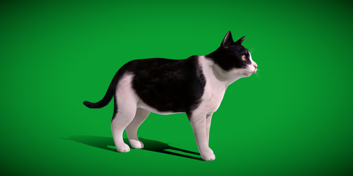 Domestic House Cat Low-poly 3D model_16