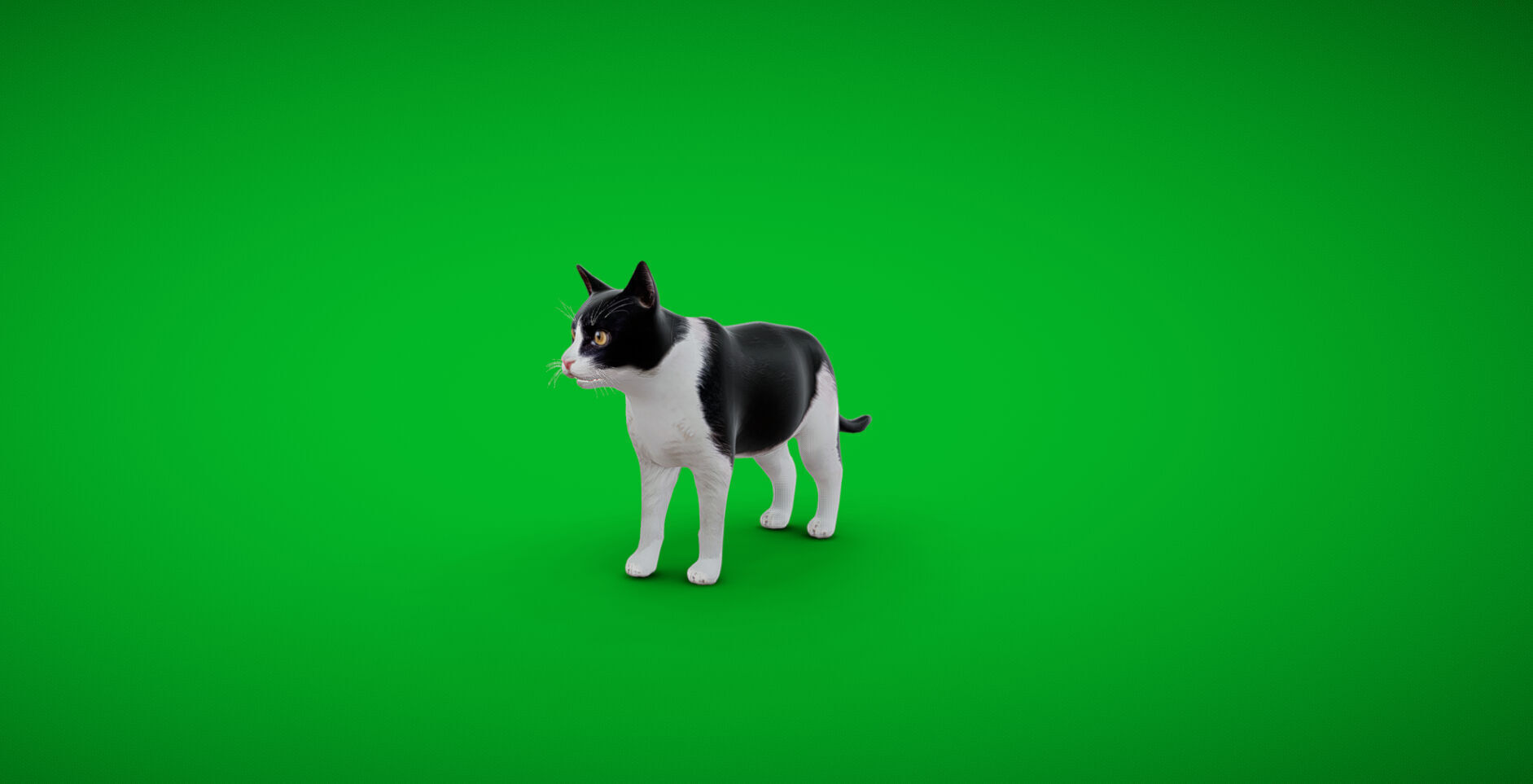 Domestic House Cat Low-poly 3D model_47