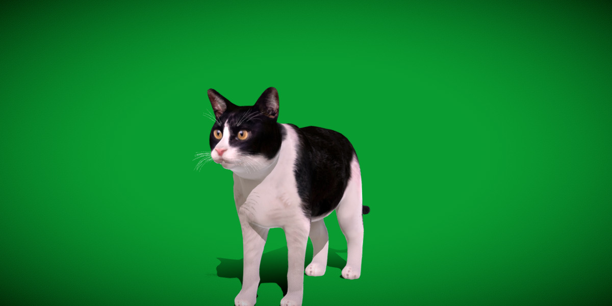 Domestic House Cat Low-poly 3D model_15