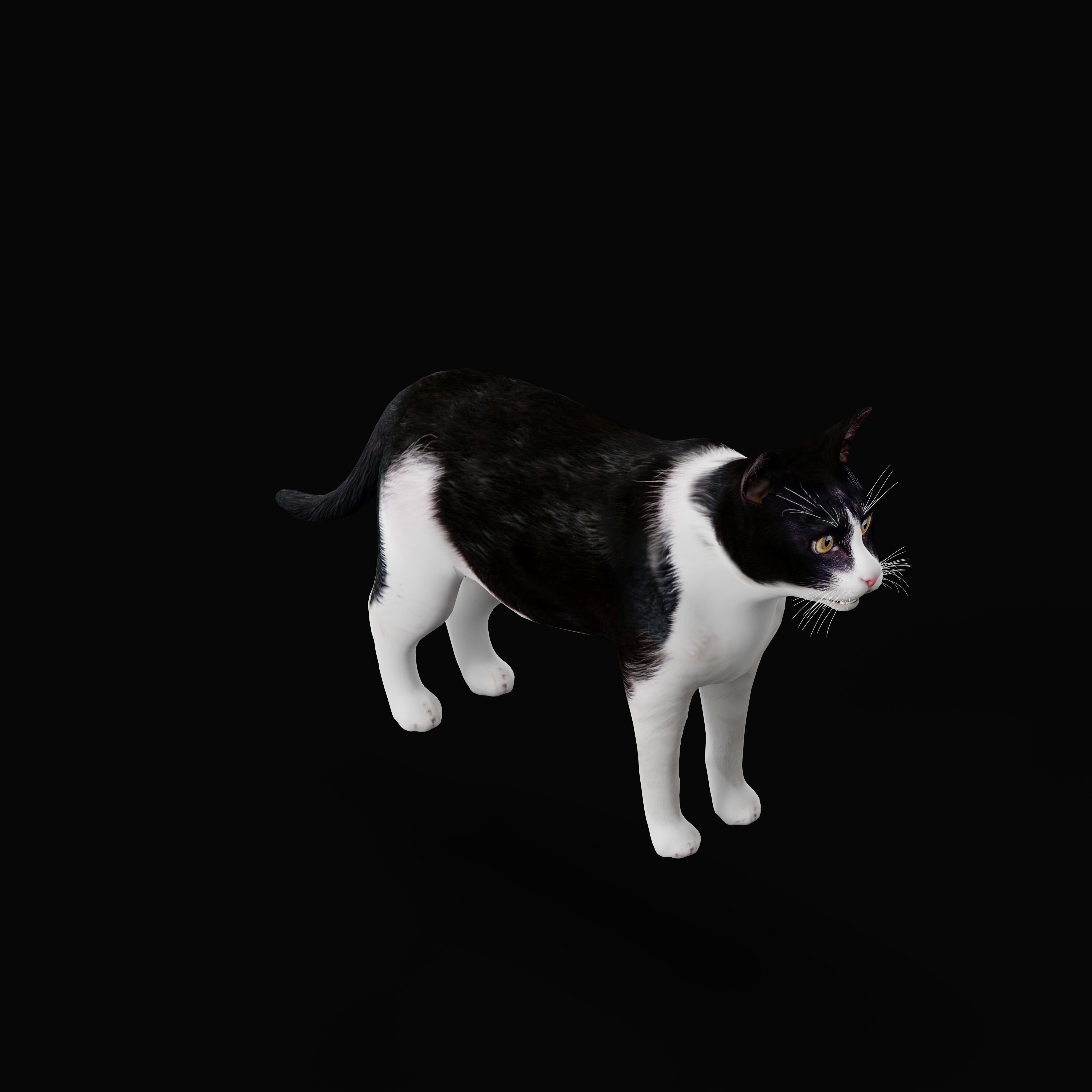 Domestic House Cat Low-poly 3D model_55