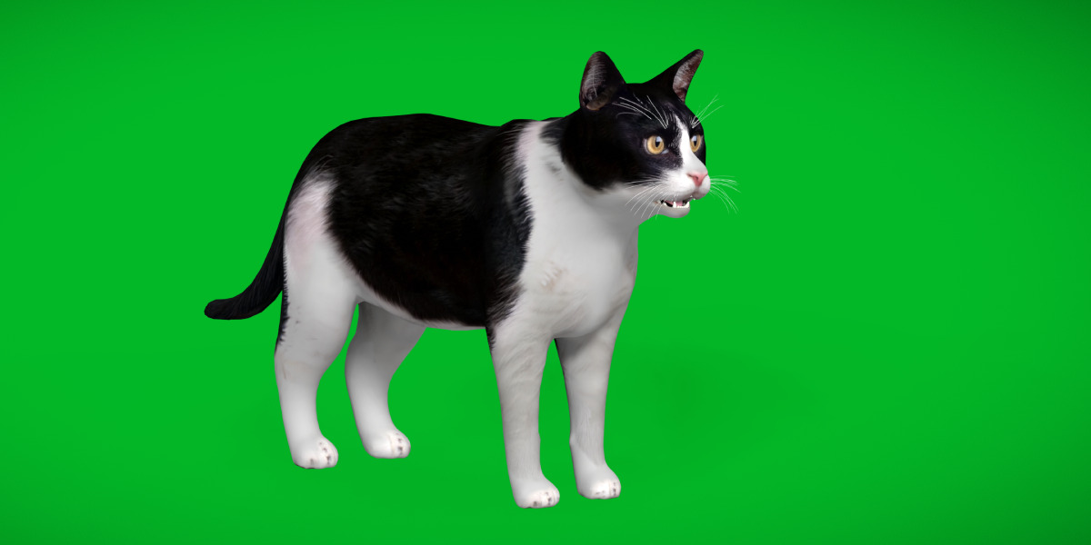 Domestic House Cat Low-poly 3D model_2