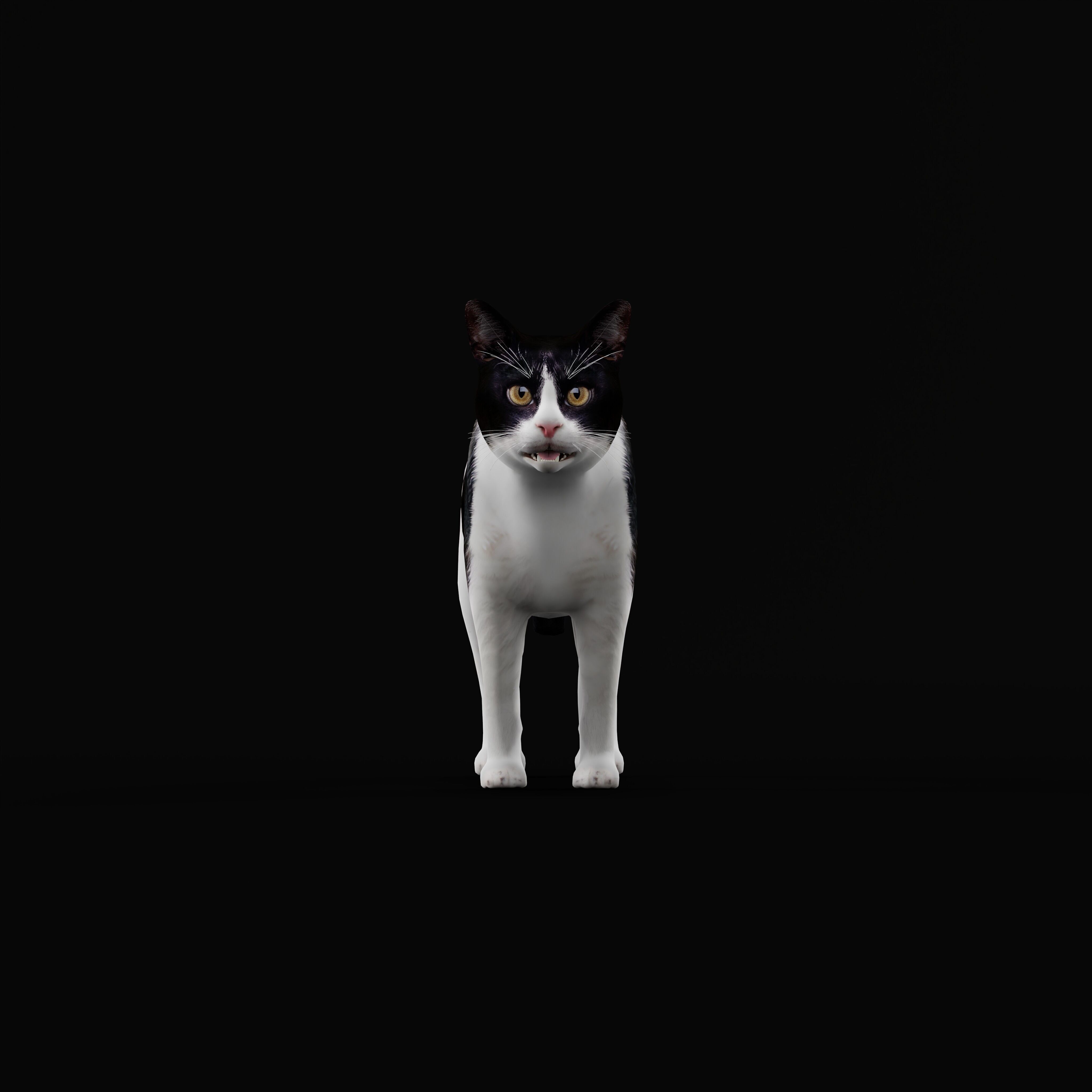 Domestic House Cat Low-poly 3D model_53