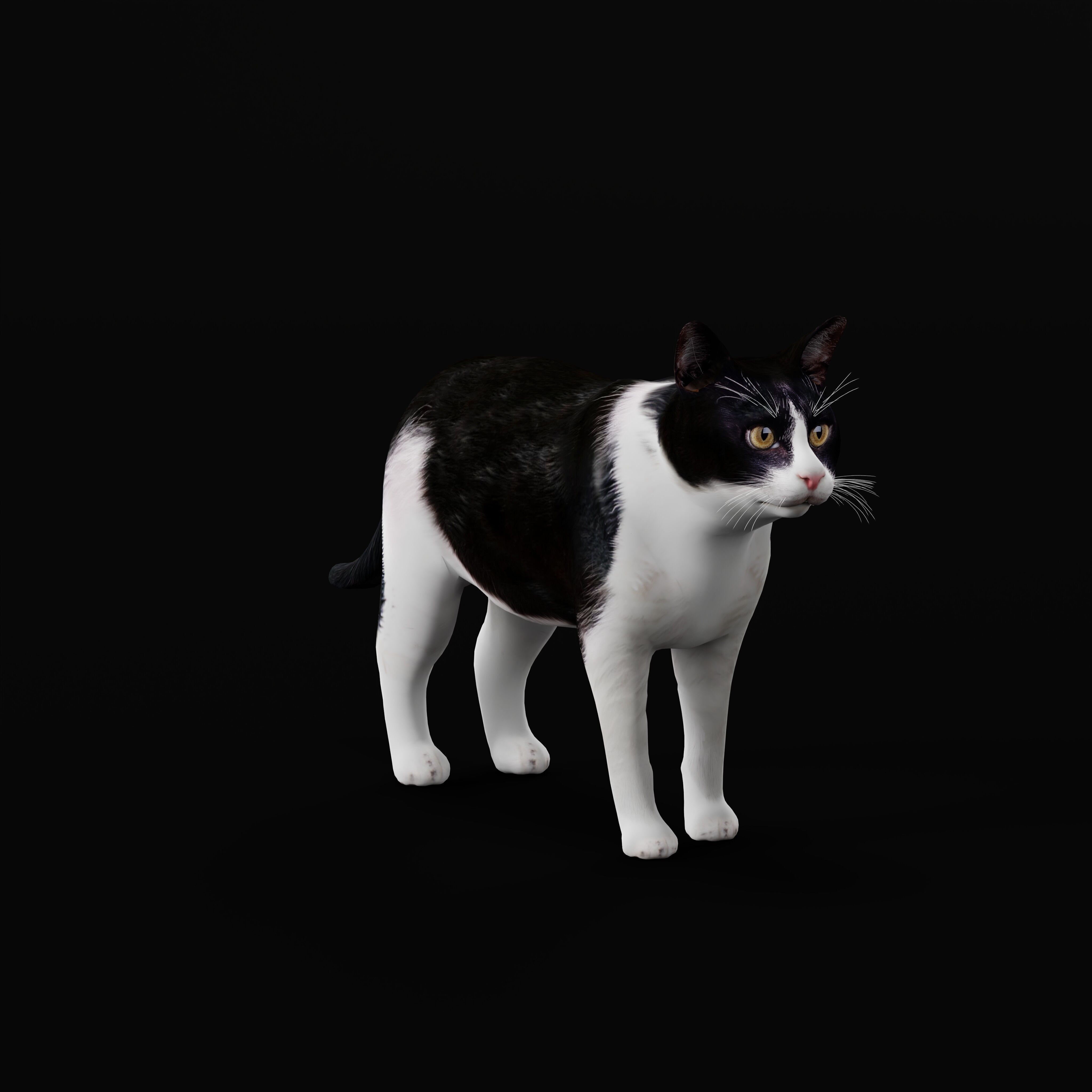 Domestic House Cat Low-poly 3D model_49
