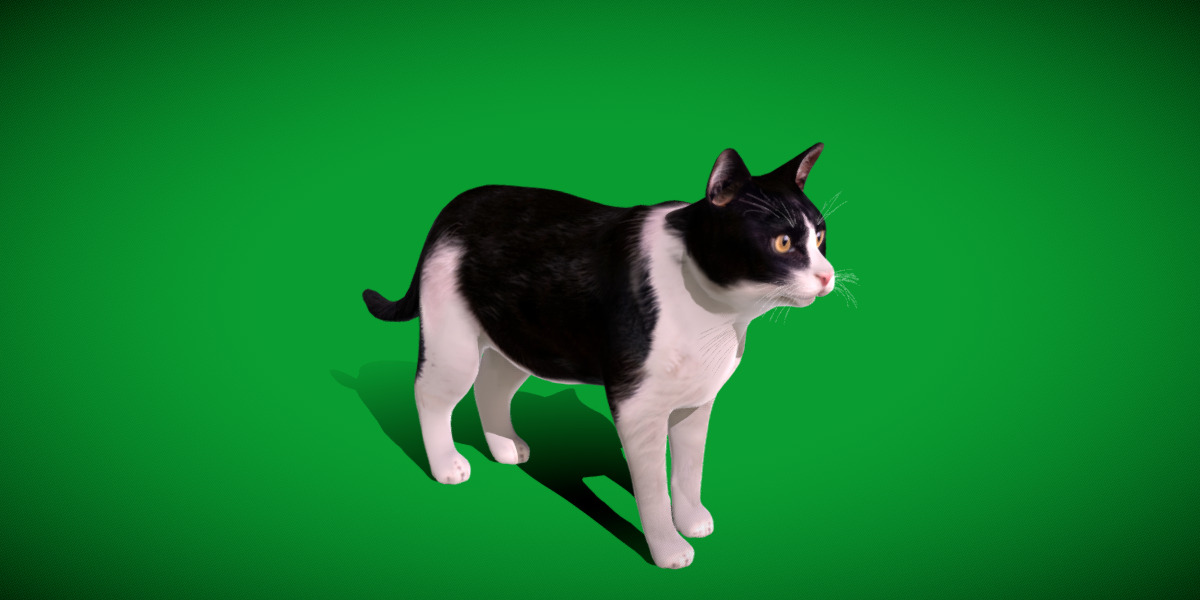 Domestic House Cat Low-poly 3D model_39