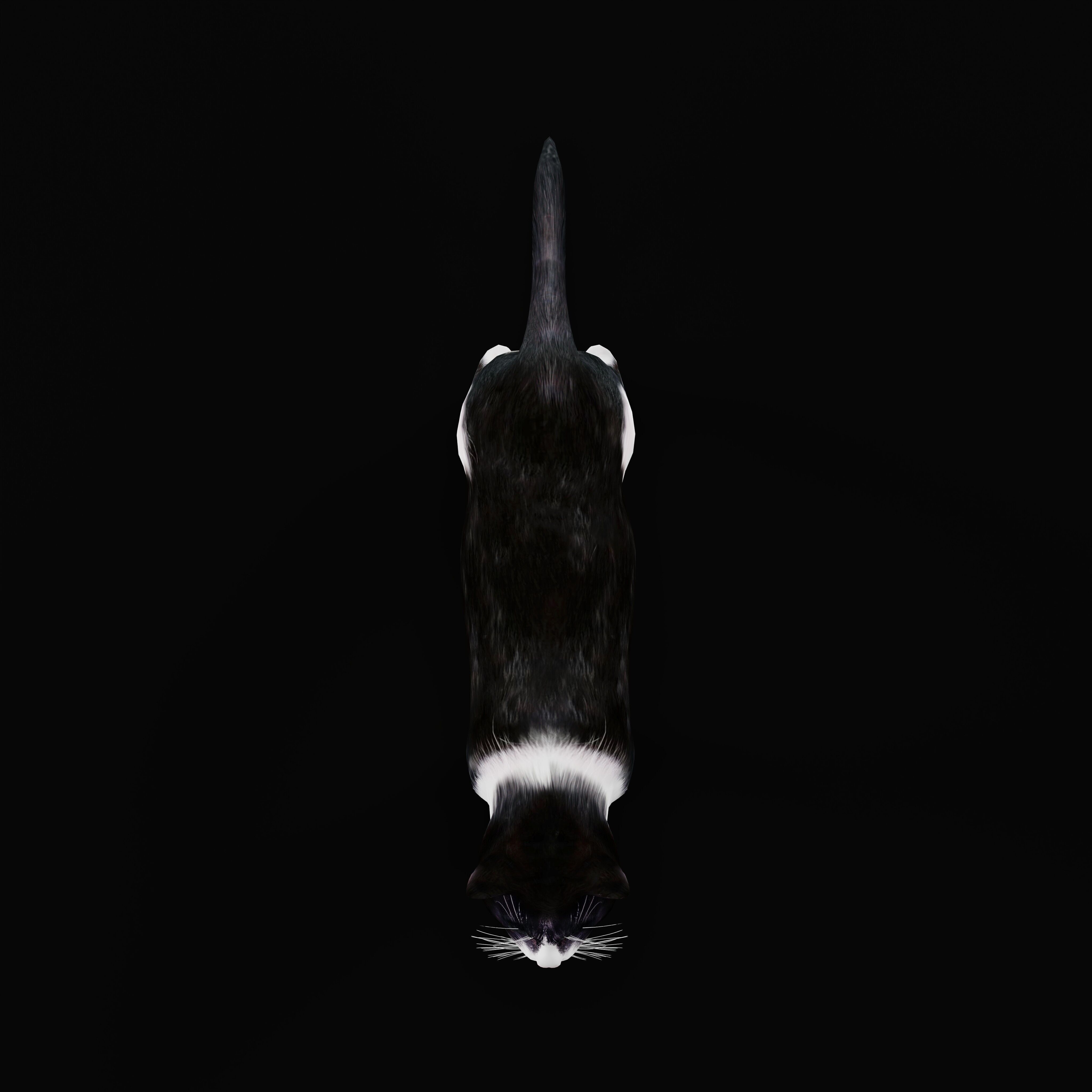 Domestic House Cat Low-poly 3D model_51