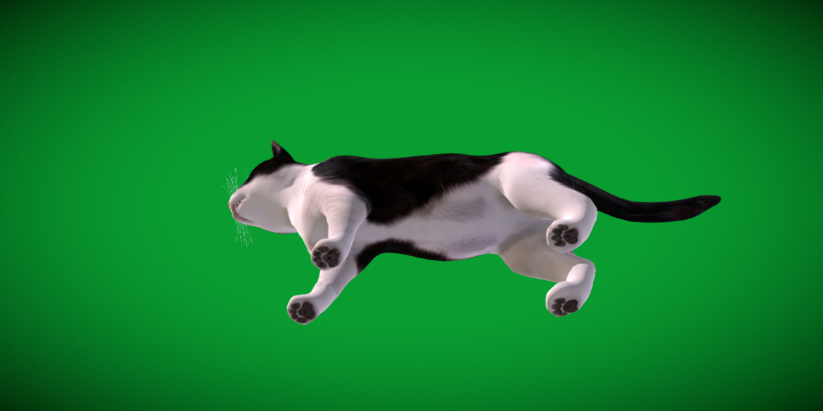 Domestic House Cat Low-poly 3D model_45
