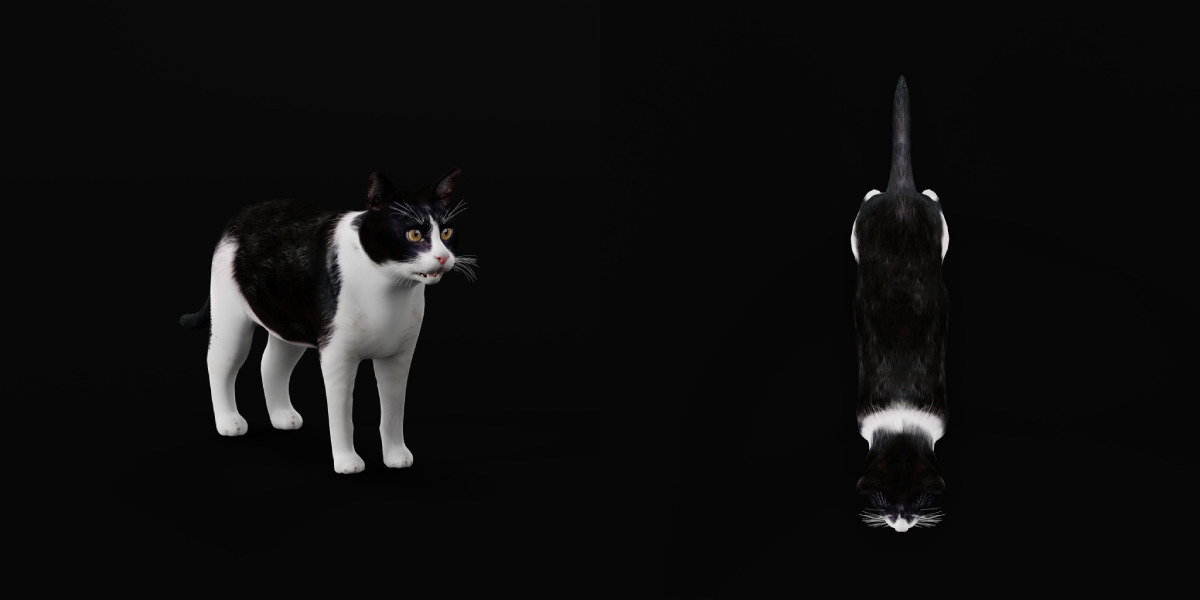 Domestic House Cat Low-poly 3D model_17