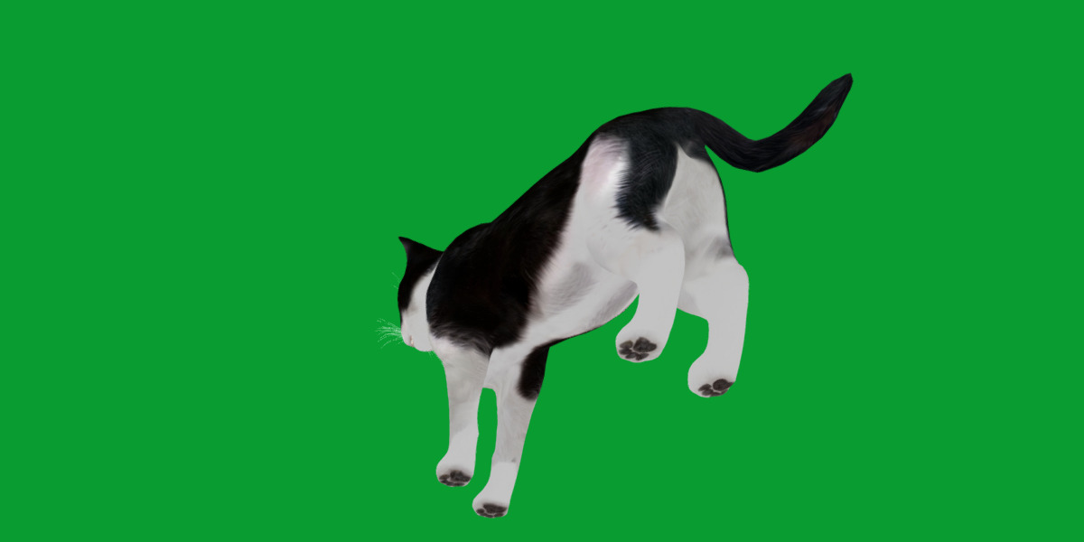 Domestic House Cat Low-poly 3D model_35