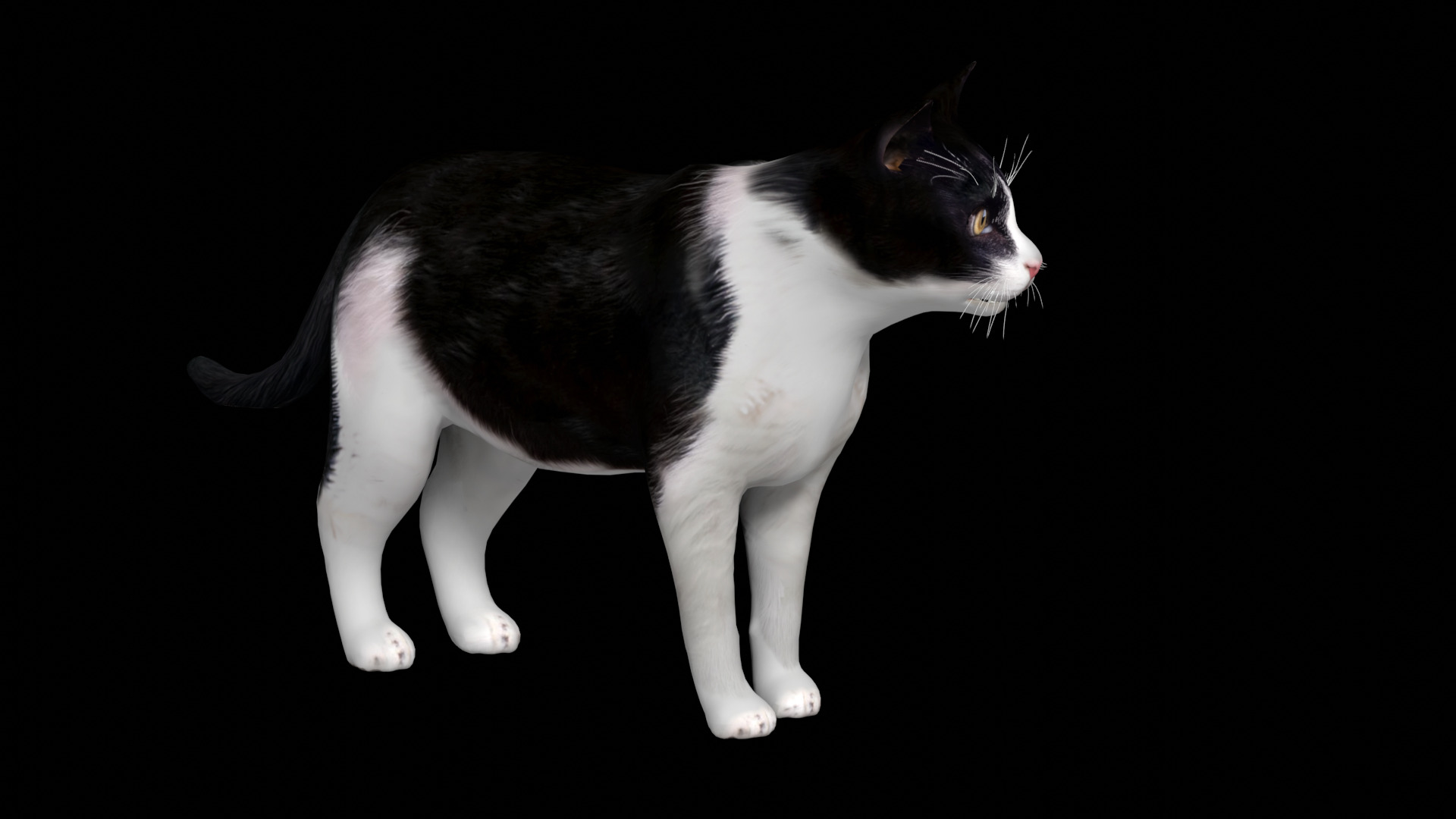 Domestic House Cat Low-poly 3D model_14