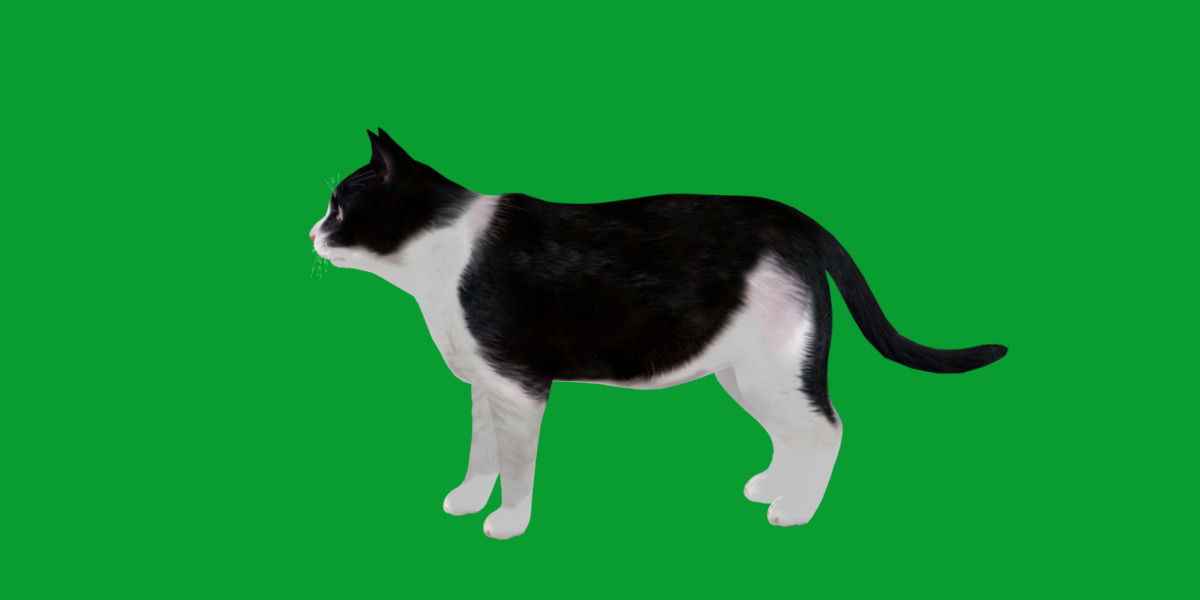 Domestic House Cat Low-poly 3D model_43