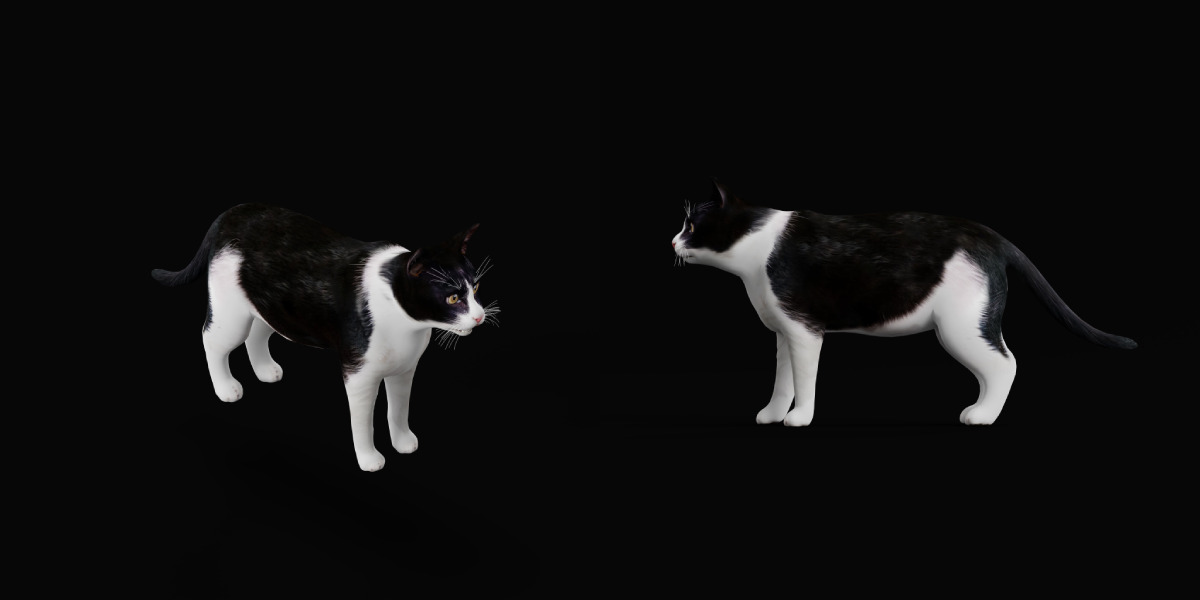 Domestic House Cat Low-poly 3D model_44