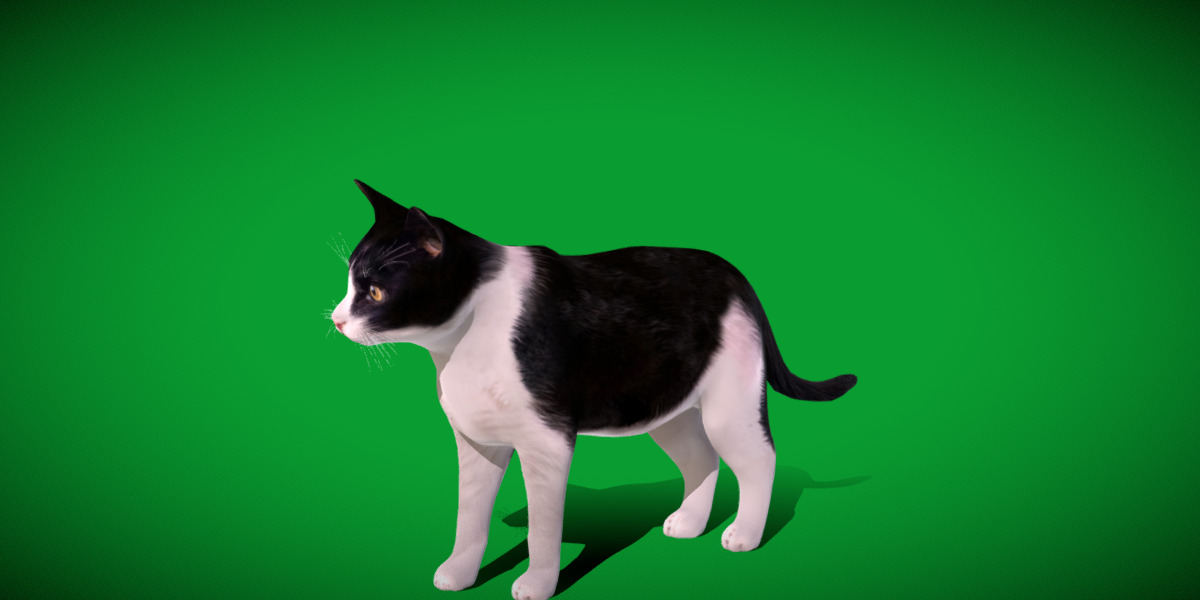 Domestic House Cat Low-poly 3D model_46