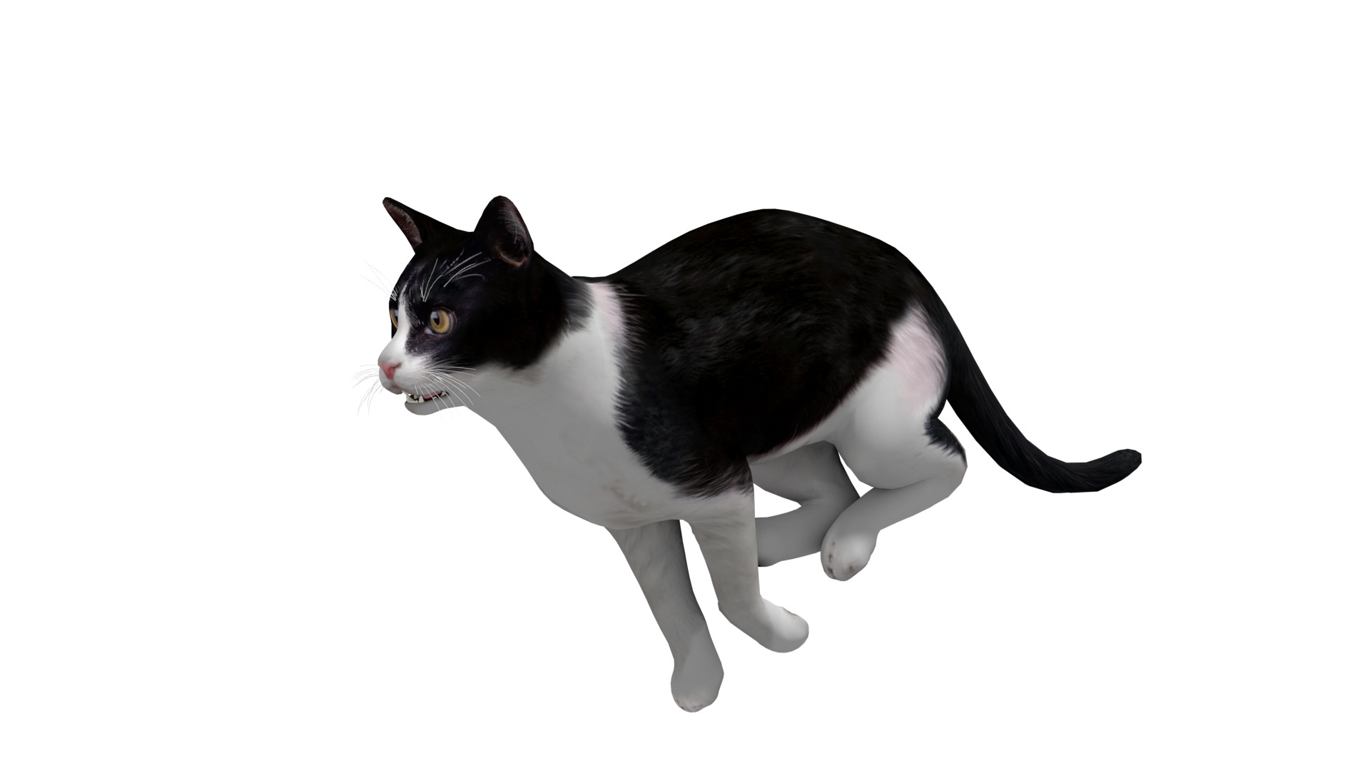 Domestic House Cat Low-poly 3D model_6