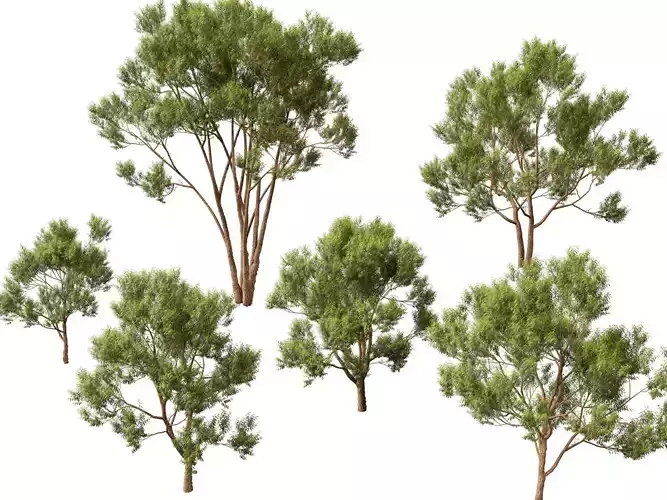HighpolyLow Poly -  Eucalyptus robusta - swamp mahogany Low-poly 3D model