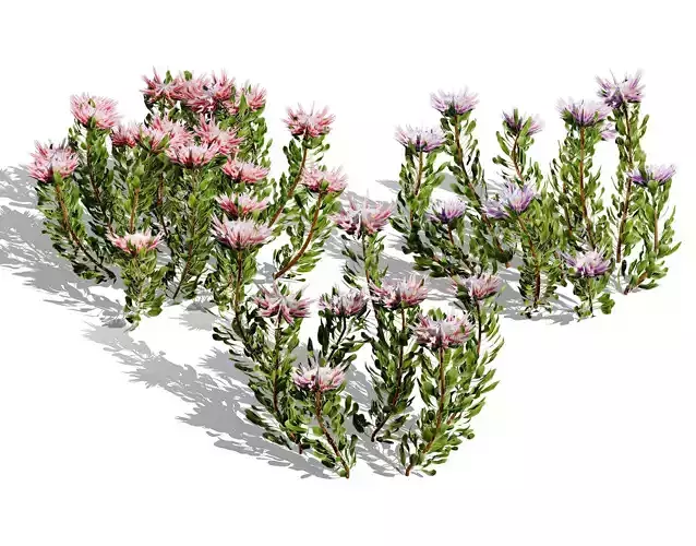 South African King Protea Bushes Low-poly 3D model