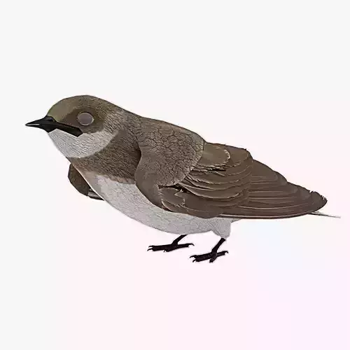 Detailed 3D Model of a Bank Swallow bird
