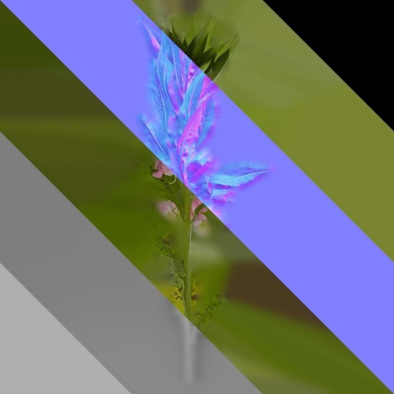 Anydrafts Impatiens balsamina Atlas 05 Texture_8