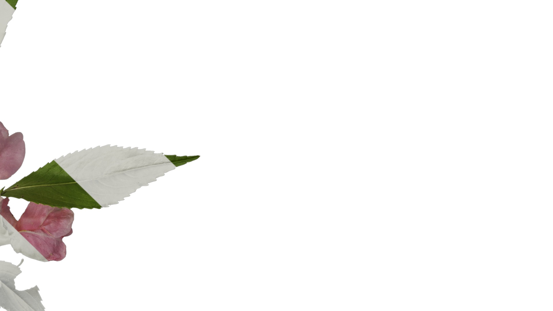 Anydrafts Impatiens balsamina Atlas 05 Texture_4