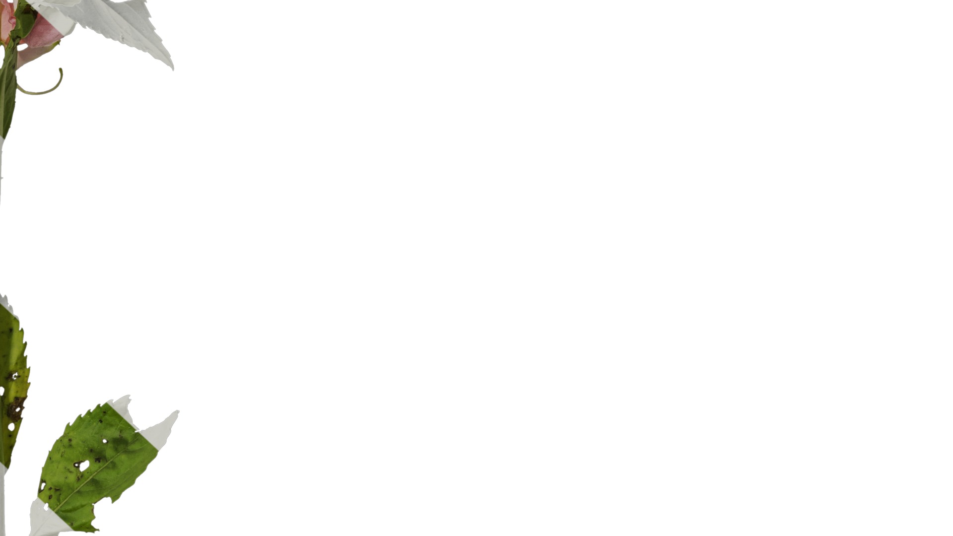 Anydrafts Impatiens balsamina Atlas 05 Texture_6