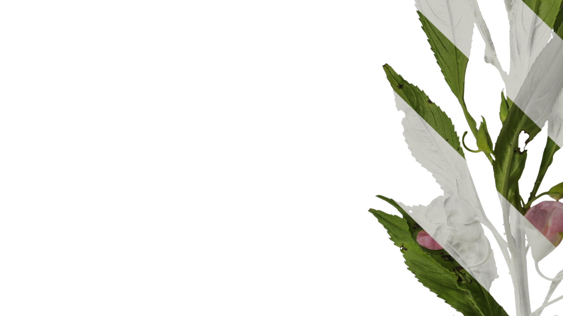 Anydrafts Impatiens balsamina Atlas 05 Texture_3