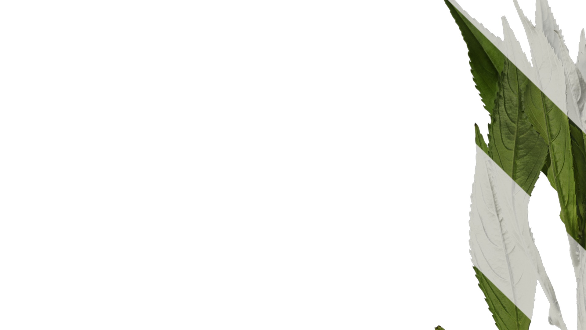 Anydrafts Impatiens balsamina Atlas 05 Texture_1