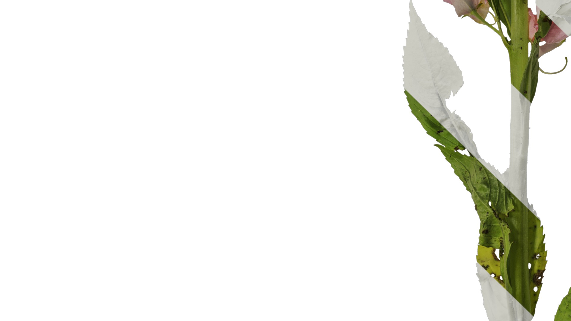 Anydrafts Impatiens balsamina Atlas 05 Texture_5