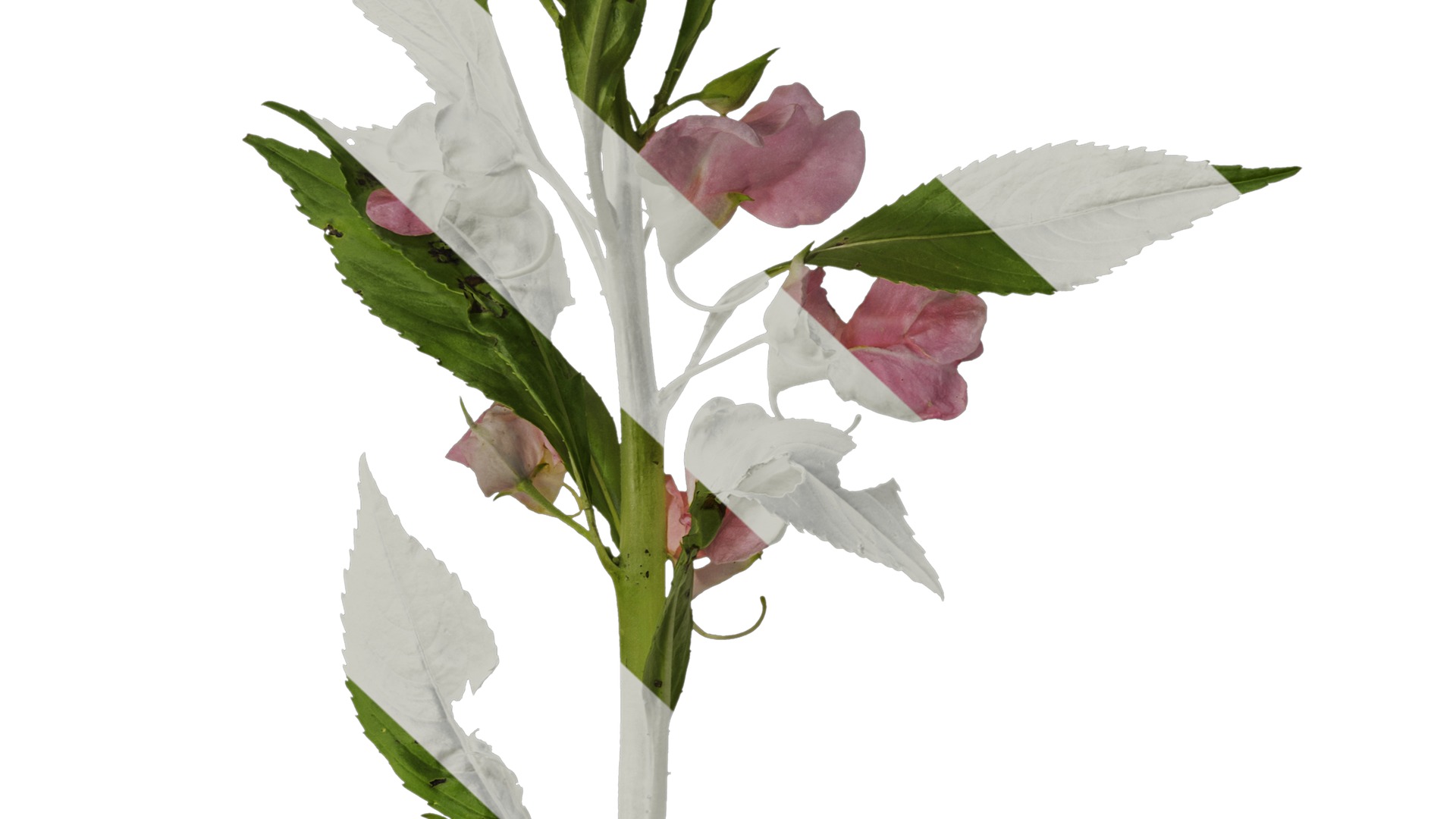 Anydrafts Impatiens balsamina Atlas 05 Texture_7