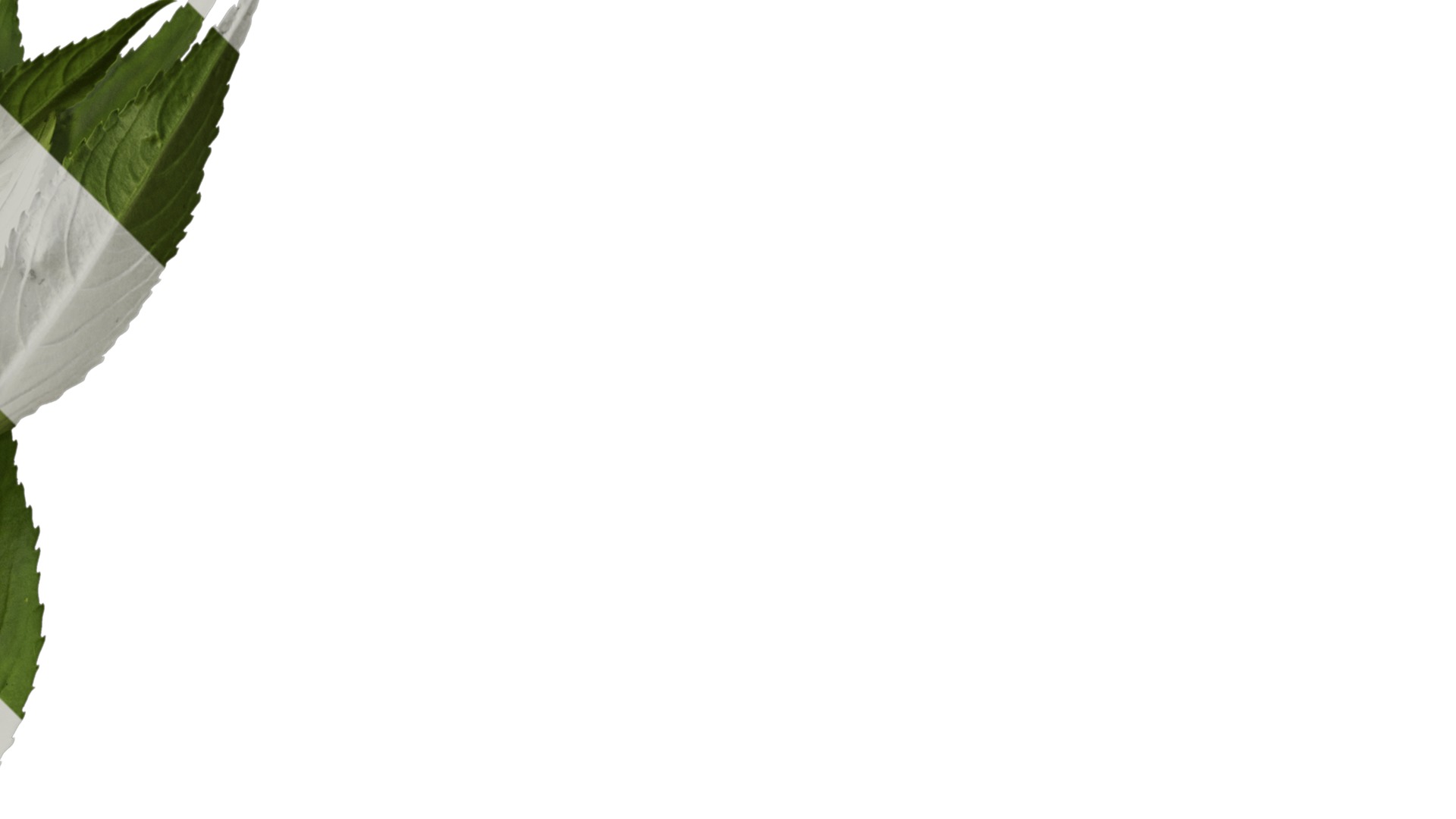 Anydrafts Impatiens balsamina Atlas 05 Texture_2