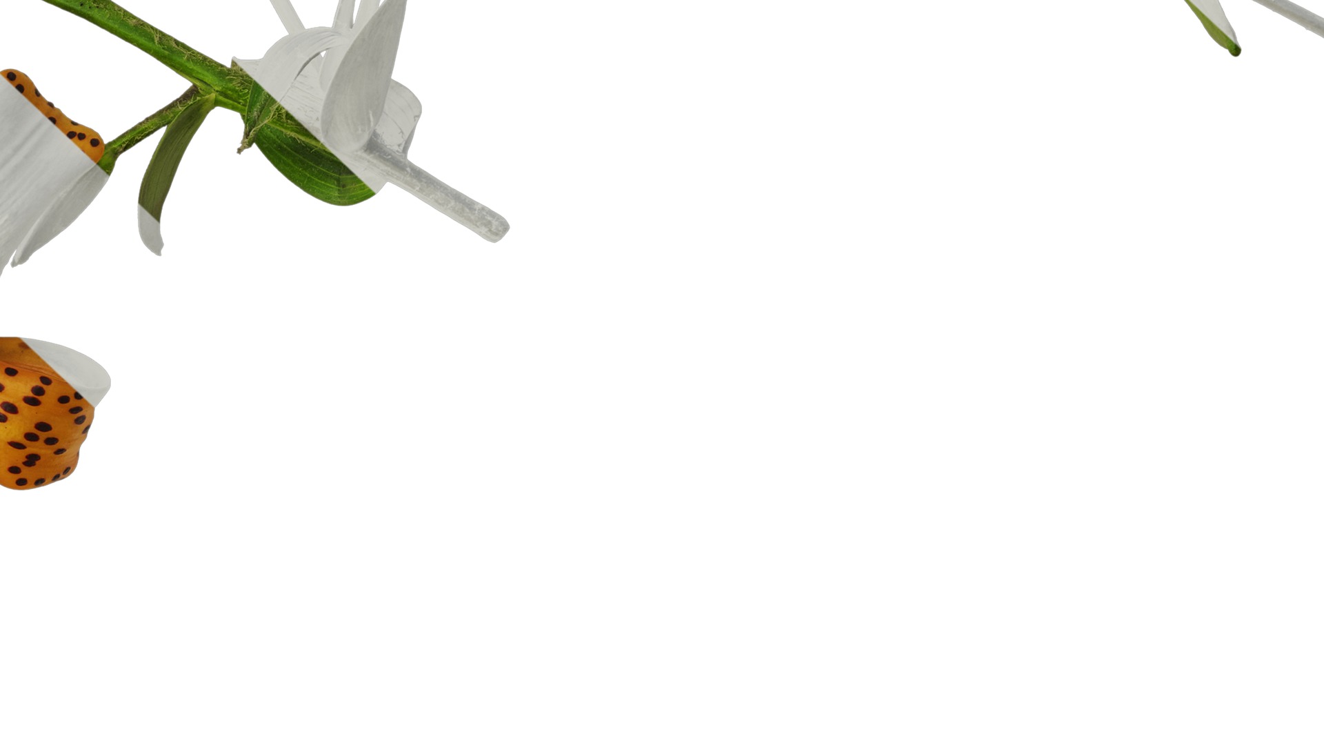 Anydrafts Lilium lancifolium Atlas 05 Texture_7