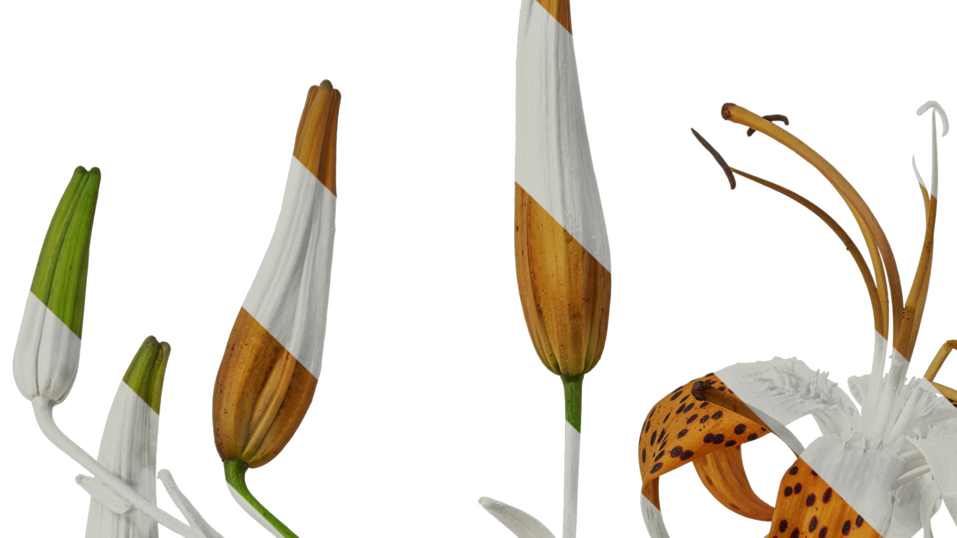 Anydrafts Lilium lancifolium Atlas 05 Texture_1